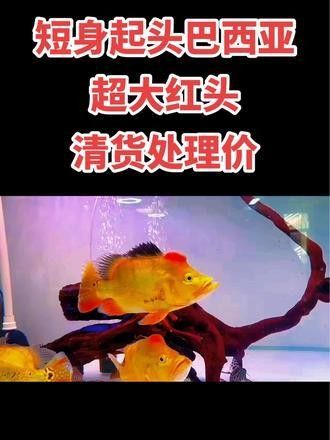 巴西亞魚有哪些品種？（巴西亞魚的種類有哪些？）