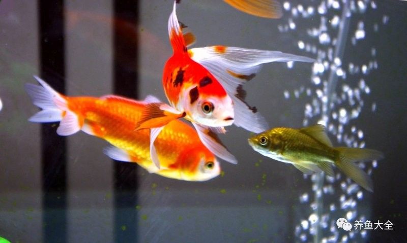 龍魚在50的魚缸里能活多久（龍魚在50升魚缸中的壽命）