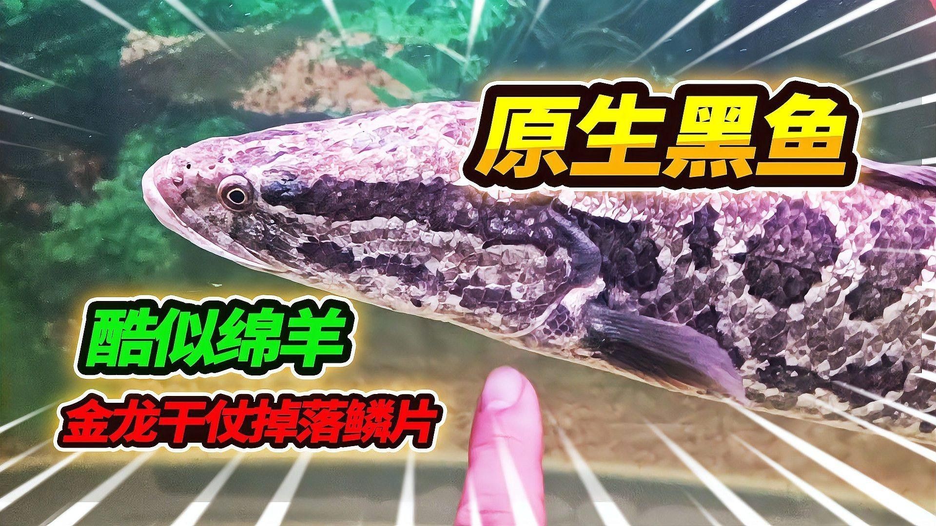 金龍魚鱗片起框是什么意思（如何判斷金龍魚鱗片起框？）