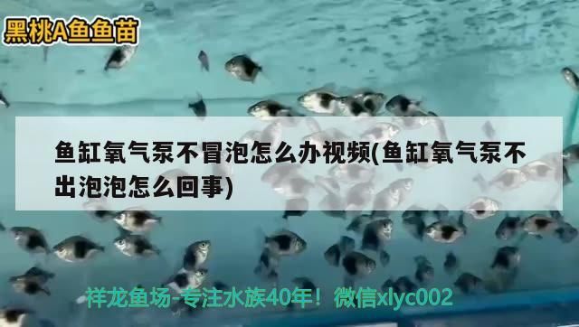 魚缸氧氣泵不冒泡怎么辦視頻(魚缸氧氣泵不出泡泡怎么回事)（魚缸增氧泵不冒泡怎么辦）