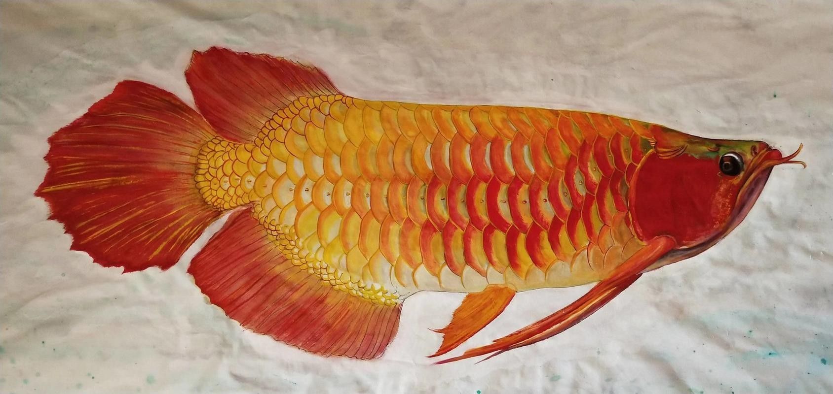 紅龍魚水墨風(fēng)格壁紙示例（紅龍魚水墨風(fēng)格壁紙）