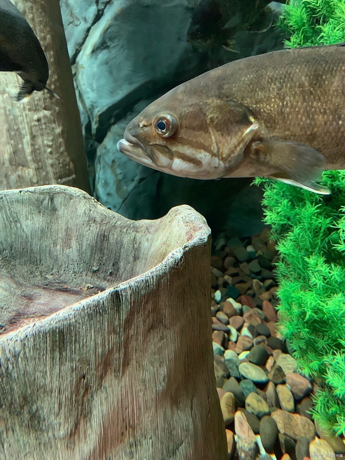藍(lán)曼龍魚和清道夫能混養(yǎng)嗎？（曼龍魚可以和什么魚混養(yǎng)）