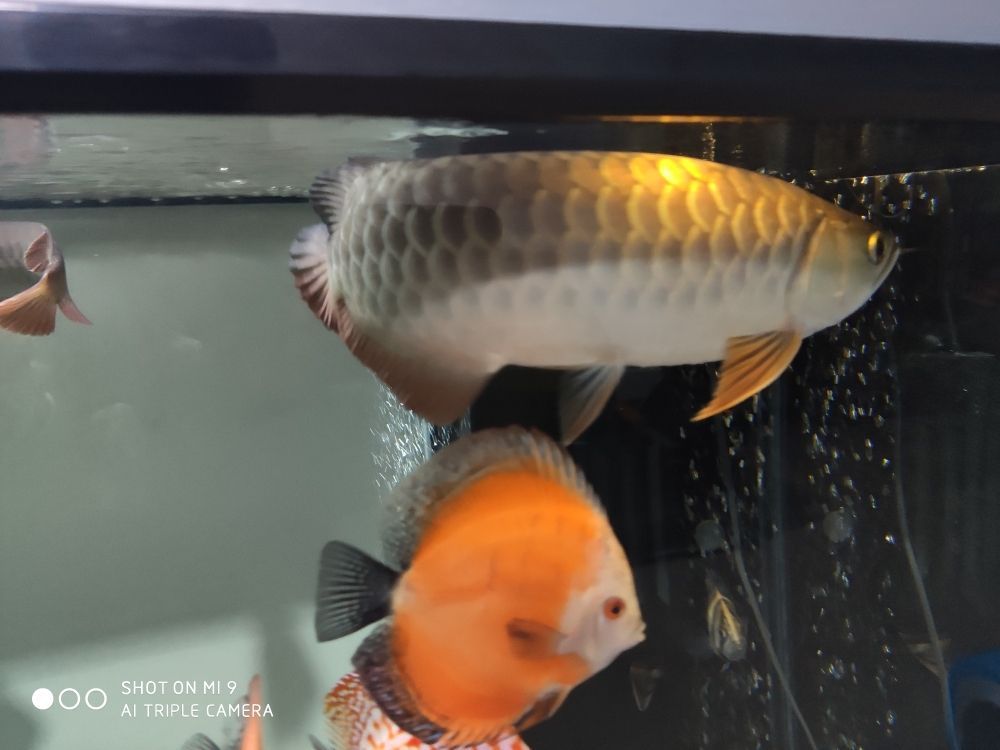 金龍魚身上有白毛是怎么回事 金龍魚身上有白毛是怎么回事啊（金龍魚身上出現白毛是怎么回事金龍魚身上的白毛是怎么回事）