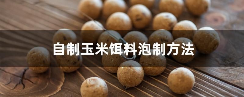 金龍魚身上有白毛是怎么回事 金龍魚身上有白毛是怎么回事啊（金龍魚身上出現白毛是怎么回事金龍魚身上的白毛是怎么回事）