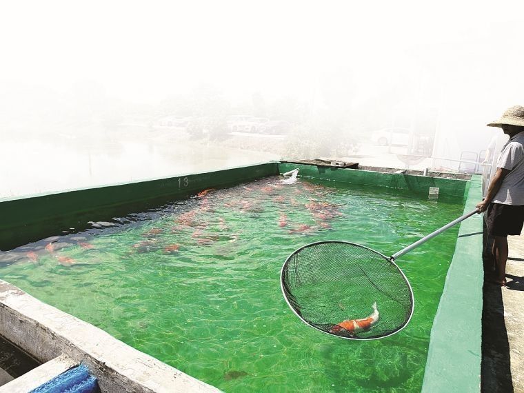 詳細閱讀:惠陽區有哪些知名的龍魚養殖場?(廣東惠州市惠陽區龍魚養殖場聯系方式推薦信譽良好的龍魚養殖基地) 惠陽區有哪些知名的龍魚養殖場?(廣東惠州市惠陽區龍魚養殖場聯系方式推薦信譽良好的龍魚養殖基地)