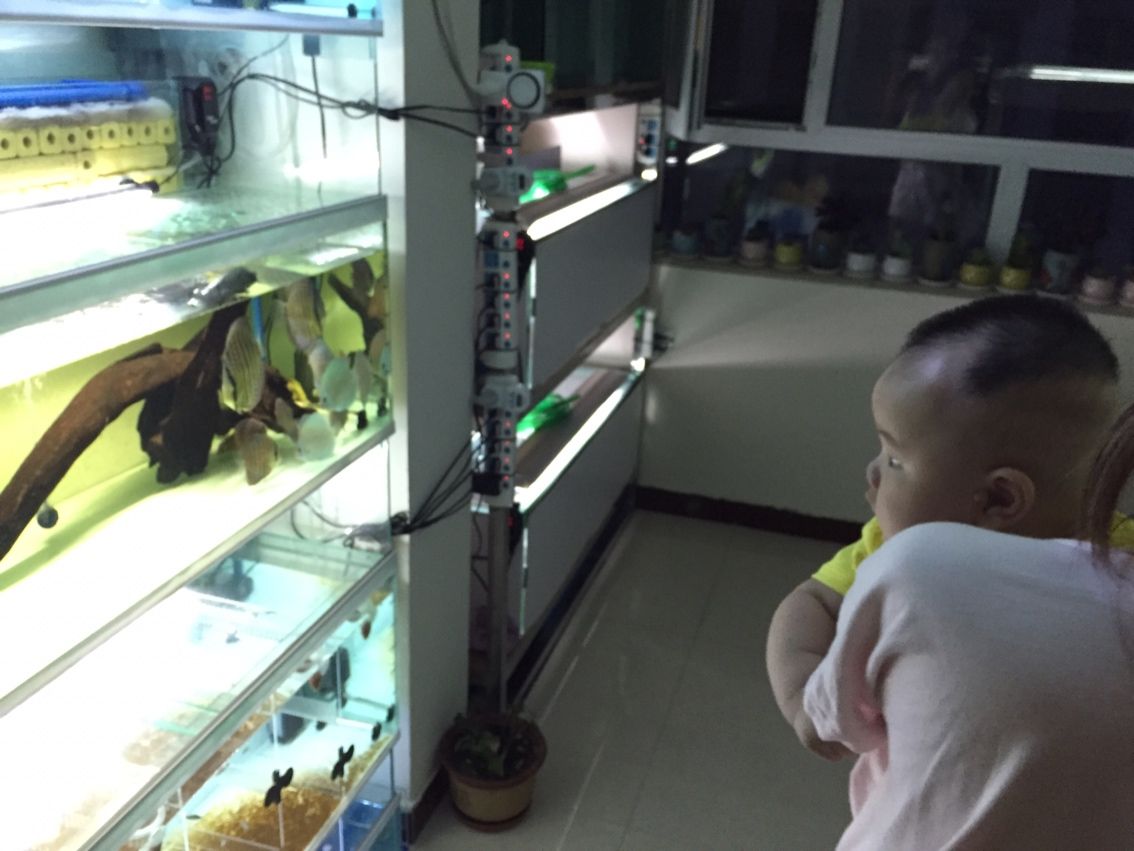 能再給我幾個問題嗎？，80厘米寬的魚缸可以養多少條龍魚，養多少條龍魚