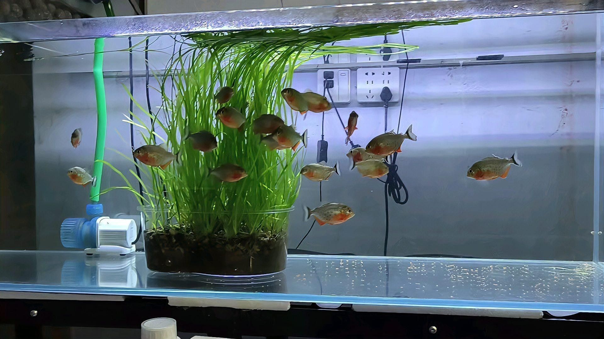 生化過濾層多久清洗一次？（奧利仕魚池過濾棉多久換一次魚缸過濾棉多久清洗一次）