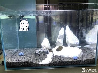 廣州魚缸批發(fā)市場(chǎng)2017南通龍蝦苗最新價(jià)格南通龍蝦苗批發(fā)南通龍蝦苗（2017年南通龍蝦苗價(jià)格）