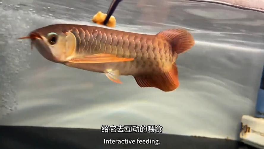 還有哪些龍魚紀錄片推薦（《龍魚的世界》影評） 還有哪些龍魚紀錄片推薦（《龍魚的世界》影評） 龍魚百科 第4張