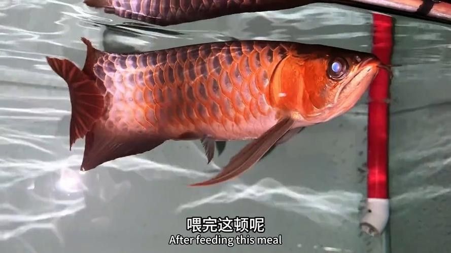 還有哪些龍魚紀錄片推薦（《龍魚的世界》影評） 還有哪些龍魚紀錄片推薦（《龍魚的世界》影評） 龍魚百科 第3張