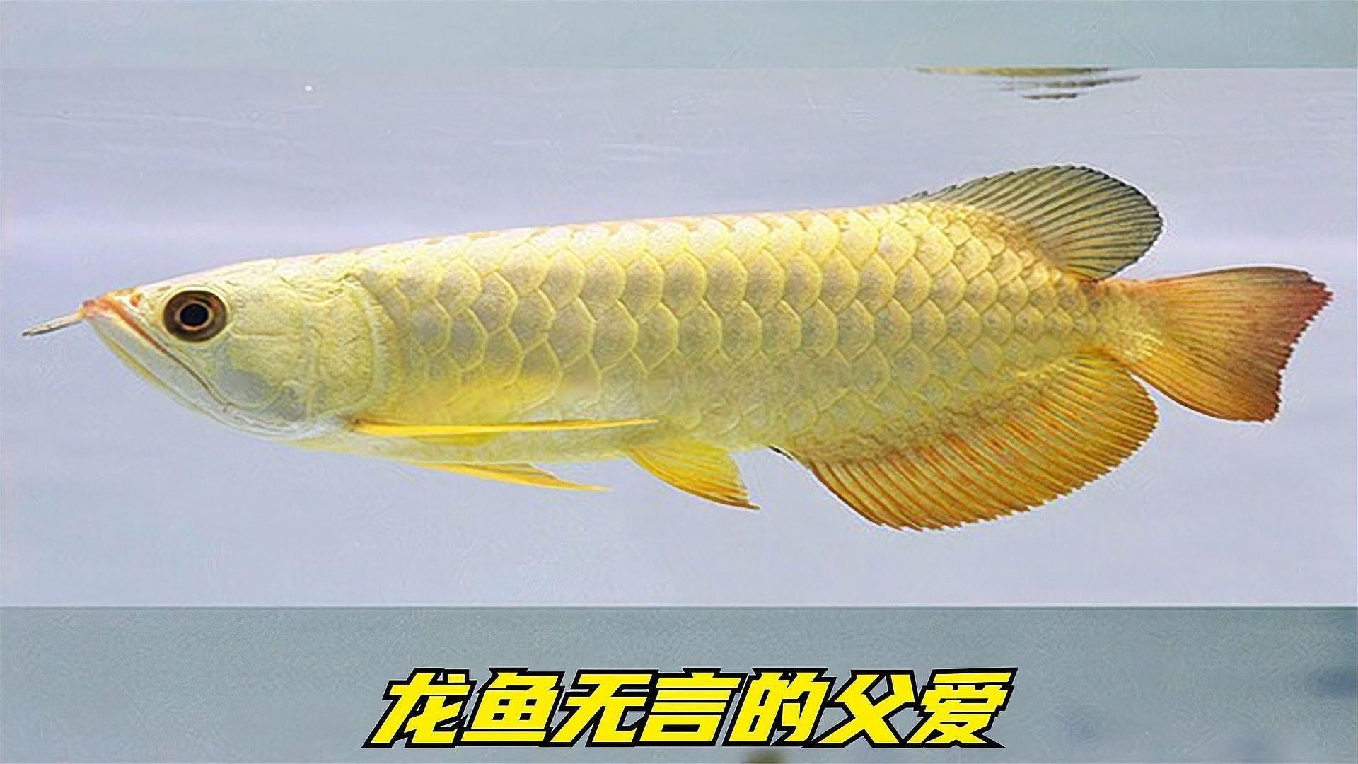 還有哪些龍魚紀錄片推薦（《龍魚的世界》影評） 還有哪些龍魚紀錄片推薦（《龍魚的世界》影評） 龍魚百科 第1張