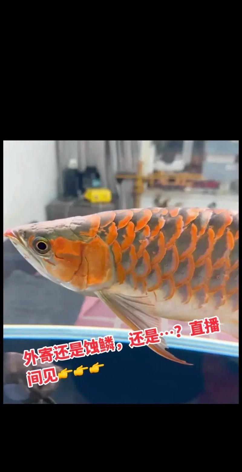 還有哪些龍魚紀錄片推薦（《龍魚的世界》影評） 還有哪些龍魚紀錄片推薦（《龍魚的世界》影評） 龍魚百科 第8張