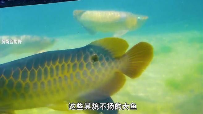 還有哪些龍魚紀錄片推薦（《龍魚的世界》影評） 還有哪些龍魚紀錄片推薦（《龍魚的世界》影評） 龍魚百科 第9張