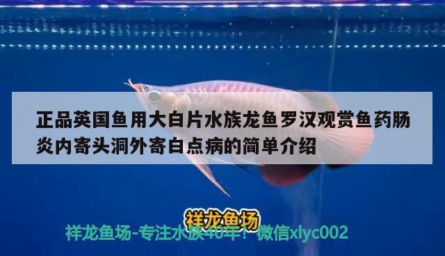 正品英國魚用大白片水族龍魚羅漢觀賞魚藥腸炎內(nèi)寄頭洞外寄白點病的簡單介紹（英國正品魚用大白片水族龍魚羅漢觀賞魚藥腸炎內(nèi)寄白點病）
