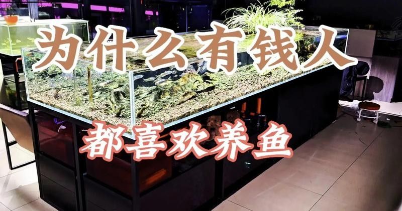 銀龍魚的寓意和象征（養一條銀龍魚寓意好嗎）