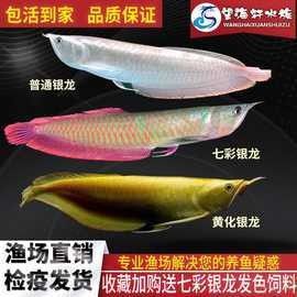 哪個平臺買金龍魚苗最可靠（不會告訴你金龍魚苗的購買是一個需要考慮的問題）