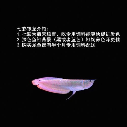 七彩銀龍和銀龍哪個好（七彩銀龍和銀龍哪個好養）