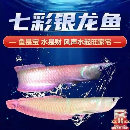 七彩銀龍和銀龍哪個好（七彩銀龍和銀龍哪個好養）