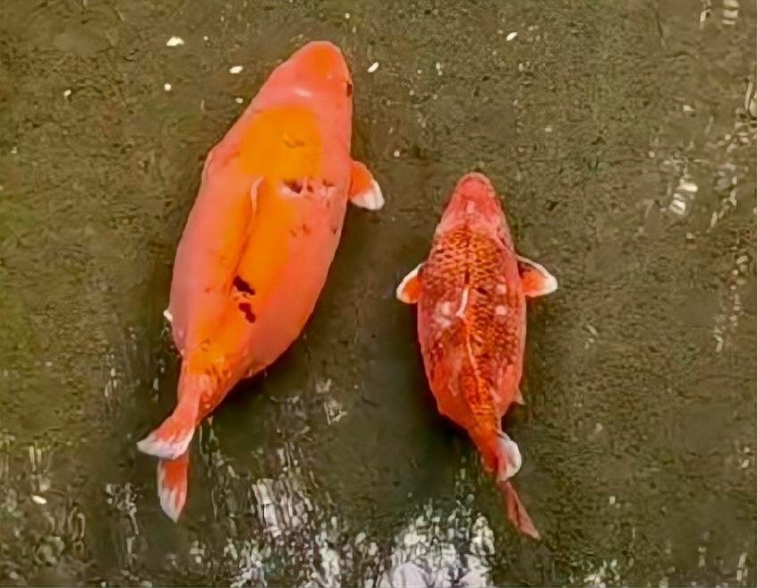 龍魚和錦鯉的飽腹感如何？（龍魚與錦鯉的飽腹感如何？）