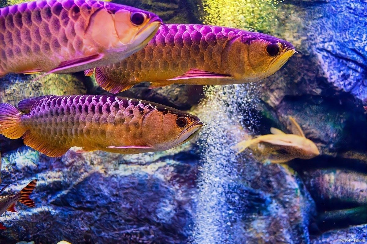 龍魚和錦鯉的飽腹感如何？（龍魚與錦鯉的飽腹感如何？）