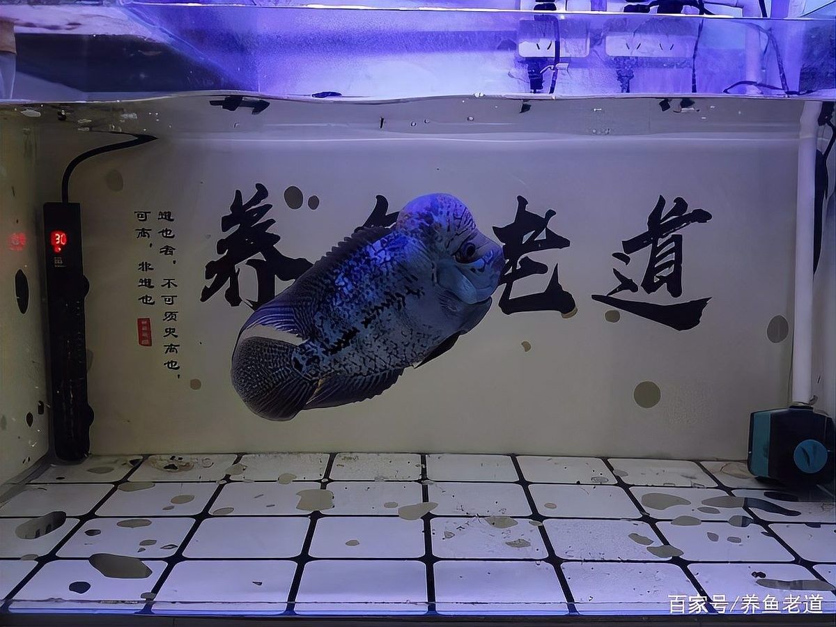 紅龍魚冬季需要加熱棒嗎（冬季飼養紅龍魚的注意事項）