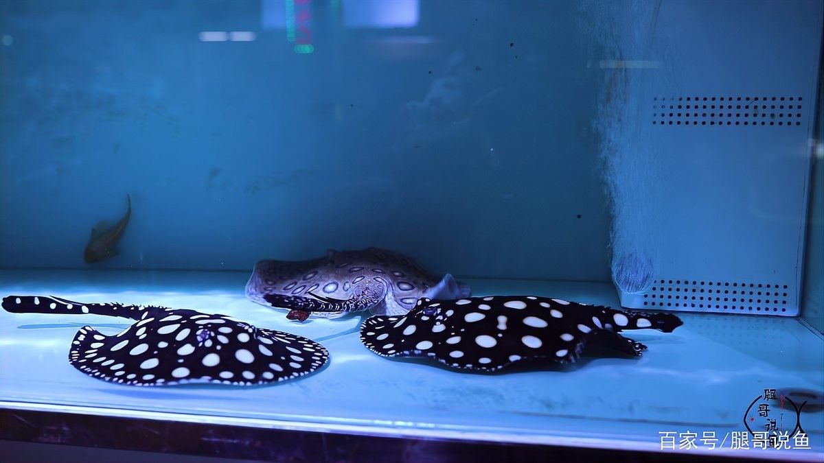 紅龍魚冬季需要加熱棒嗎（冬季飼養紅龍魚的注意事項）