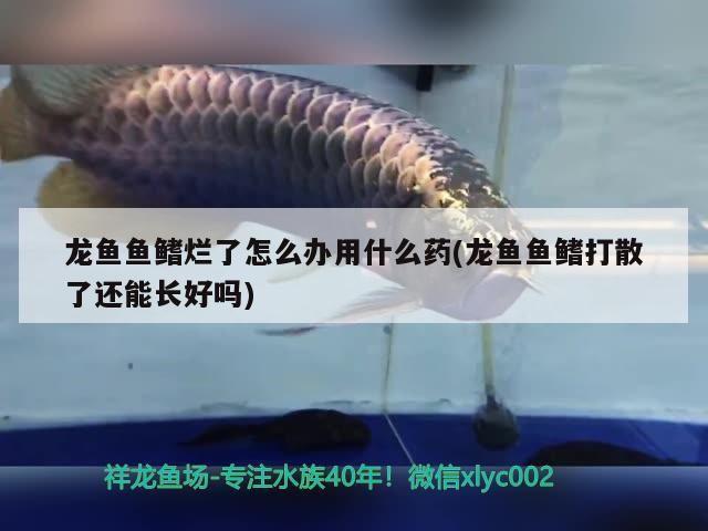 龍魚魚鰭爛了怎么辦用什么藥(龍魚魚鰭打散了還能長好嗎)（龍魚魚鰭爛了怎么辦）
