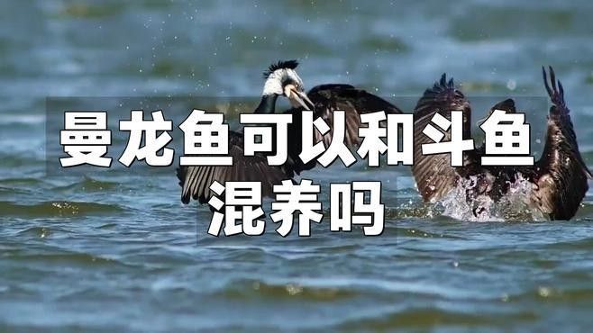 黃曼龍魚和哪些魚可以一起養（曼龍魚可以和哪些魚混養）