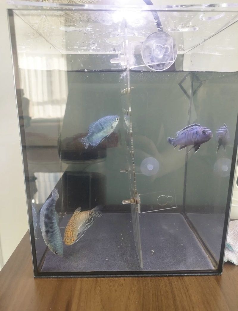 黃曼龍魚和哪些魚可以一起養（曼龍魚可以和哪些魚混養）