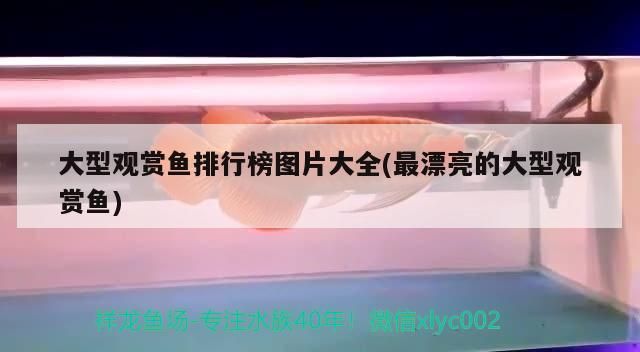 大型觀賞魚排行榜圖片大全(最漂亮的大型觀賞魚)（十大最好養觀賞魚）