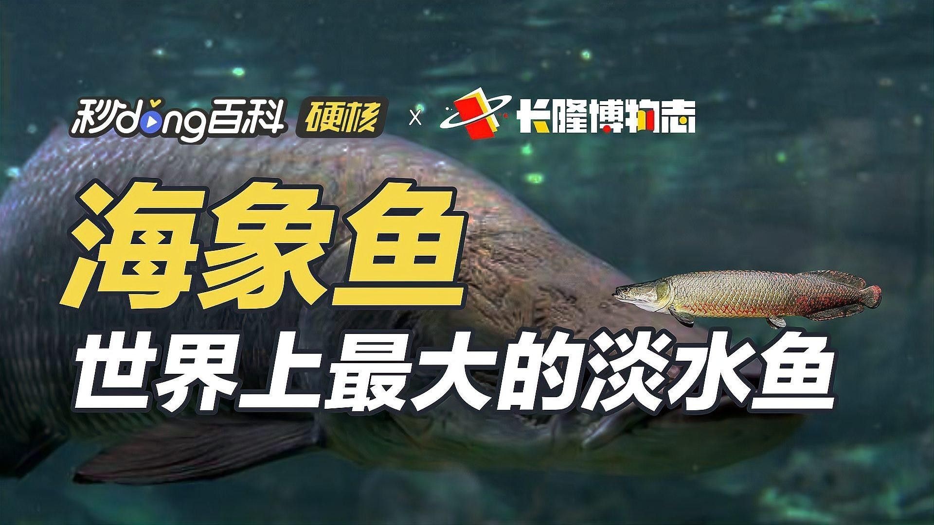 海象魚（世界上最大的淡水魚歡樂長隆連食人魚都怕三分）