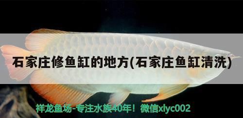 石家莊修魚缸的地方(石家莊魚缸清洗)（石家莊修魚缸的地方）