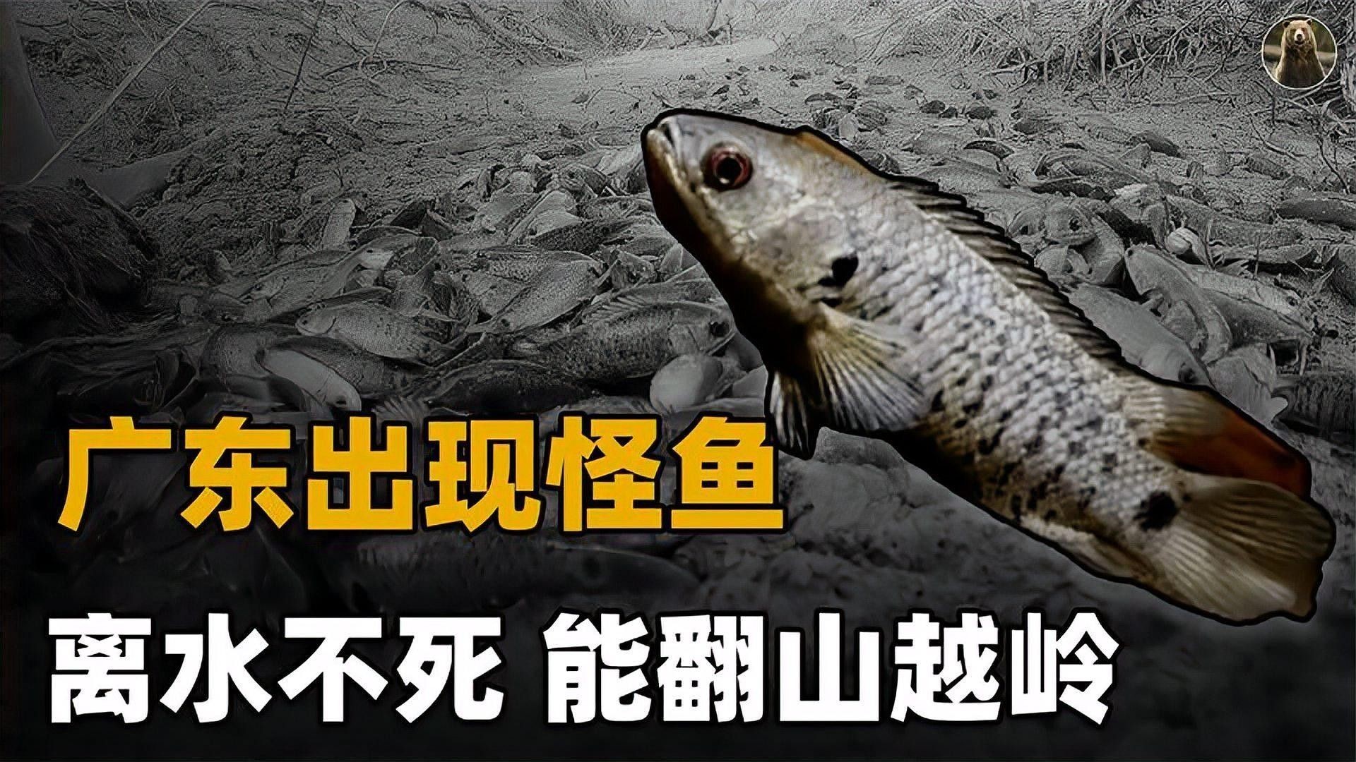 過山龍魚有哪些生態價值（國家二級保護動物過山龍魚具有以下生態價值）
