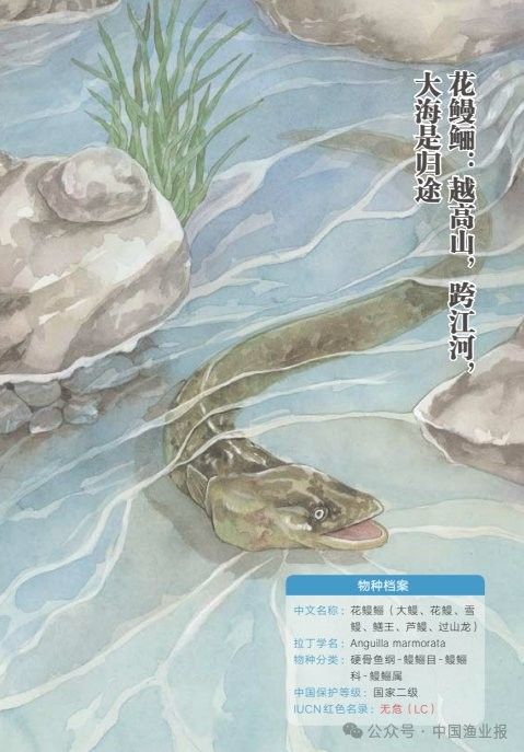 過山龍魚有哪些生態價值（國家二級保護動物過山龍魚具有以下生態價值）