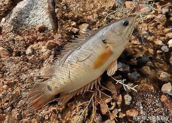 過山龍魚有哪些生態價值（國家二級保護動物過山龍魚具有以下生態價值）