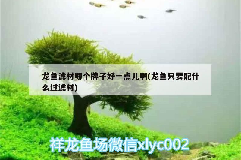 龍魚濾材哪個(gè)牌子好一點(diǎn)兒啊(龍魚只要配什么過濾材)（龍魚濾材哪個(gè)牌子好一點(diǎn)兒啊）