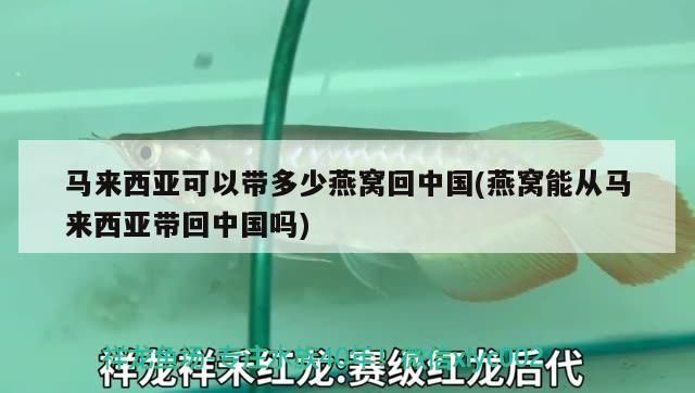 我的虎魚真菌感染了要怎么處理 馬來西亞可以帶多少燕窩回中國(燕窩能從馬來西亞帶回中國嗎)(去馬來西亞可以帶多少燕窩回中國) 觀賞魚百科 馬來西亞可以帶多少燕窩回中國(燕窩能從馬來西亞帶回中國嗎)(去馬來西亞可以帶多少燕窩回中國) 馬來西亞可以帶多少燕窩回中國(燕窩能從馬來西亞帶回中國嗎)(去馬來西亞可以帶多少燕窩回中國) 觀賞魚百科