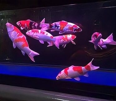 龍魚缸養魚密度如何計算（「養殖技巧」魚缸養幾條才科學記住這個公式不翻車）