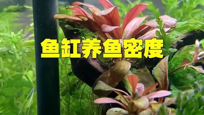 龍魚缸養魚密度如何計算（「養殖技巧」魚缸養幾條才科學記住這個公式不翻車）