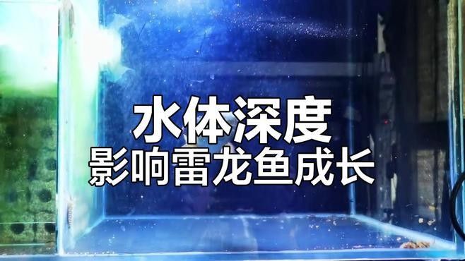 龍魚缸養魚密度如何計算（「養殖技巧」魚缸養幾條才科學記住這個公式不翻車）