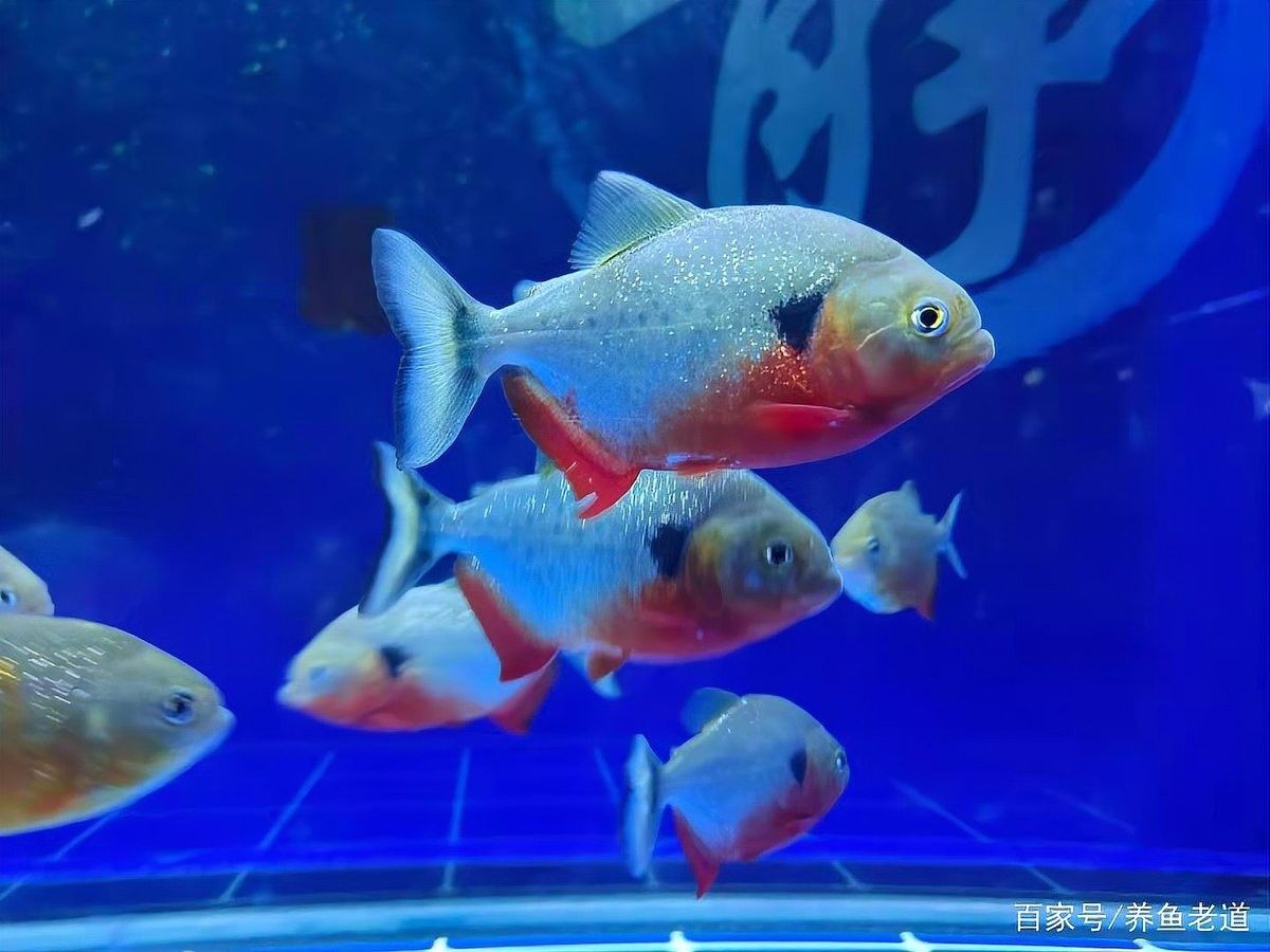 龍魚缸養魚密度如何計算（「養殖技巧」魚缸養幾條才科學記住這個公式不翻車）