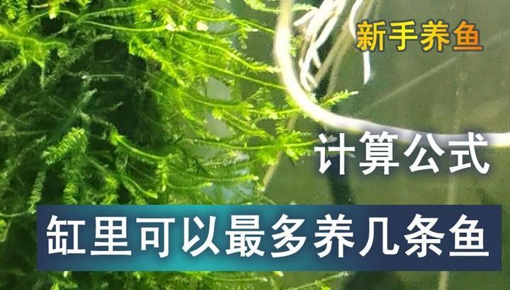 龍魚缸養魚密度如何計算（「養殖技巧」魚缸養幾條才科學記住這個公式不翻車）