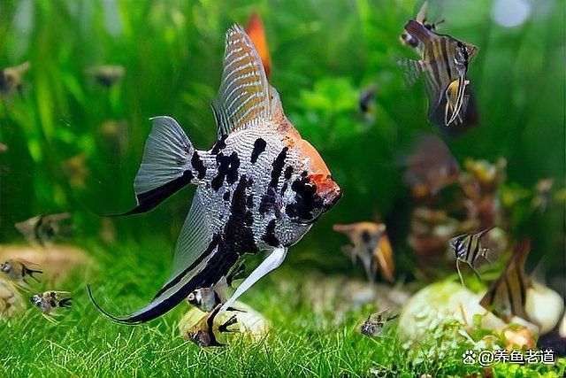 龍魚缸養魚密度如何計算（「養殖技巧」魚缸養幾條才科學記住這個公式不翻車）