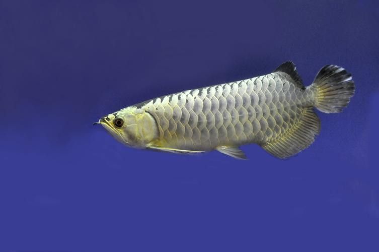 張家界龍魚（張家界有哪些特色美食，如何區(qū)分真假張家界龍魚）