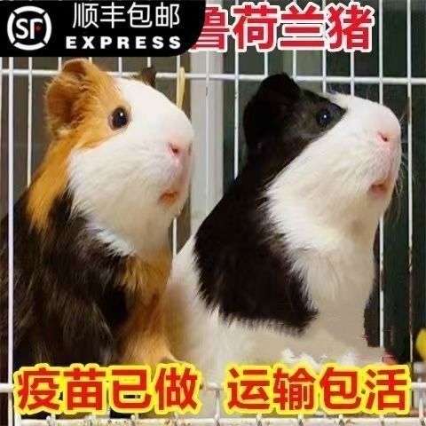 秘魯豬鼠品牌屬于什么檔次（秘魯“豬鼠”品牌有哪些優(yōu)勢？）
