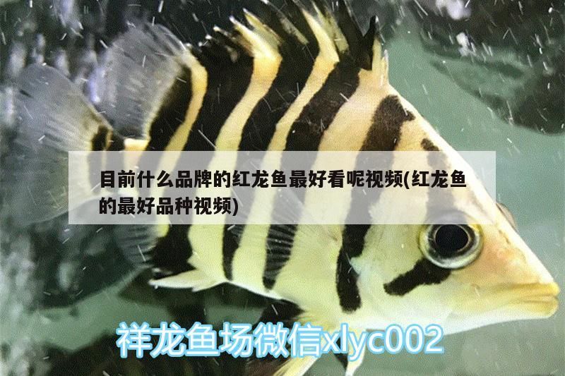 目前什么品牌的紅龍魚最好看呢視頻(紅龍魚的最好品種視頻)（如何挑選金龍魚幼魚）