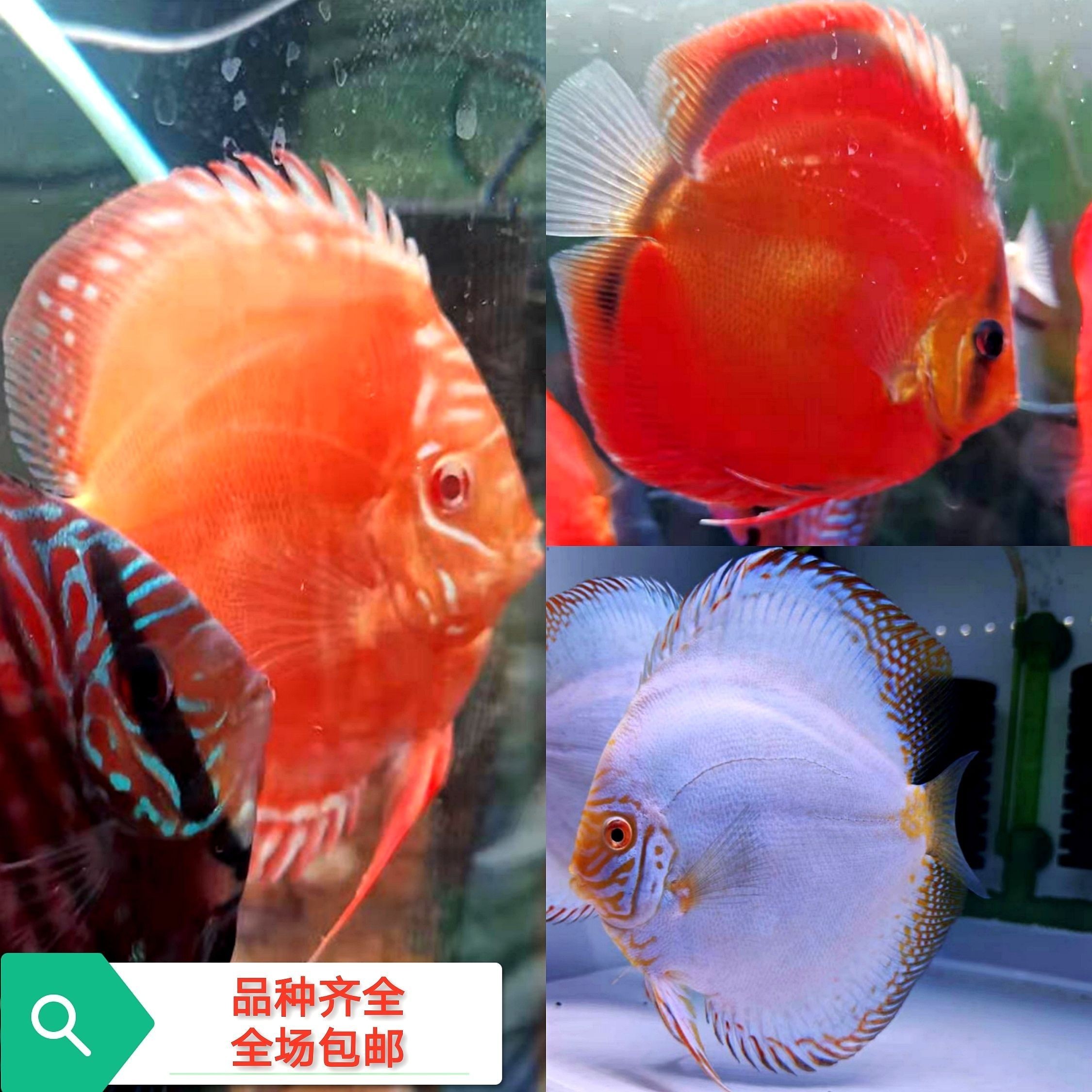 寵物觀賞魚有哪些品種好養的（養什么樣的觀賞魚合適）