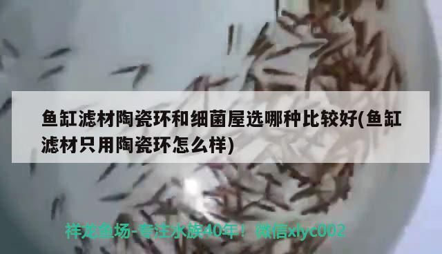 紅劍魚為什么難養呢(紅劍魚為什么難養呢圖片)(紅劍魚為什么難養) 觀賞魚百科 第1張 紅劍魚為什么難養呢(紅劍魚為什么難養呢圖片)(紅劍魚為什么難養) 紅劍魚為什么難養呢(紅劍魚為什么難養呢圖片)(紅劍魚為什么難養) 觀賞魚百科 第1張