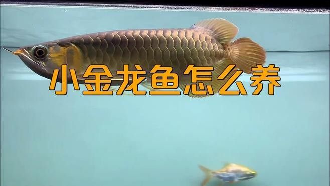 如何安全地飼養(yǎng)金龍魚(yú)（金龍魚(yú)的飼養(yǎng)方法）