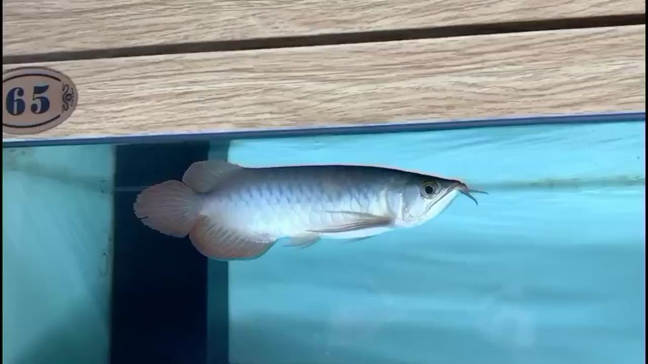 徐州觀賞魚市場特價在售
